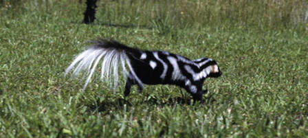If You Spot A Spotted Skunk If You Spot A Spotted Skunk