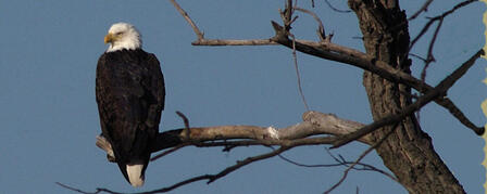CELEBRATE BALD EAGLE DAY AT TUTTLE CREEK LAKE 