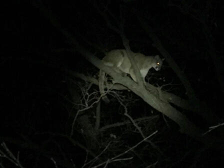 2016 Mountain Lion Reports 2016 Mountain Lion Reports