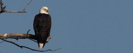 TUTTLE CREEK LAKE HOSTS ANNUAL EAGLE DAY JANUARY 5