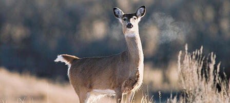 Antlerless-only Whitetail Season Provides One Last Opportunity Antlerless-only Whitetail Season Provides One Last Opportunity