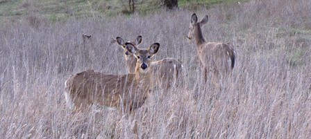 Last Chance For Venison Backstraps Last Chance For Venison Backstraps