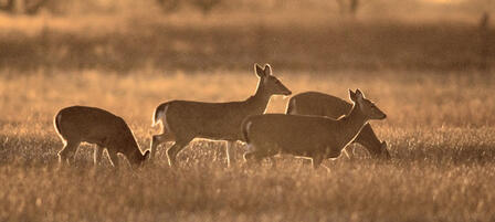 Whitetail Antlerless-only Seasons Begin January 1 Whitetail Antlerless-only Seasons Begin January 1