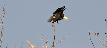 Milford Nature Center Will Host Eagle Day Milford Nature Center Will Host Eagle Day