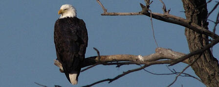 EAGLES SOAR AT TUTTLE CREEK, OTHER KANSAS RESERVOIRS