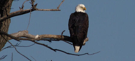 January Brings Bald Eagles To Kansas January Brings Bald Eagles To Kansas