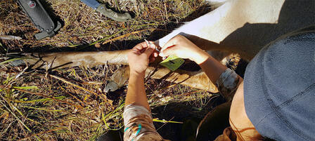 Electronic Registration Allows Hunters to Process Deer Before Transport Electronic Registration Allows Hunters to Process Deer Before Transport