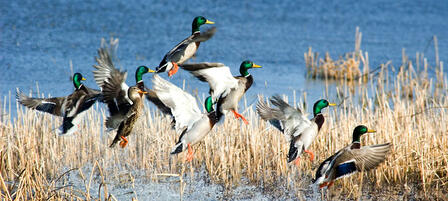 Deer and Waterfowl Hunting Regulations to be Considered Deer and Waterfowl Hunting Regulations to be Considered