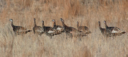 KDWPT Working to Combat Declining Turkey Numbers KDWPT Working to Combat Declining Turkey Numbers