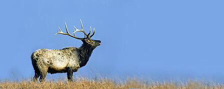 JANUARY 1 COMMISSION BIG GAME PERMIT APPLICATION DEADLINE JANUARY 1 COMMISSION BIG GAME PERMIT APPLICATION DEADLINE