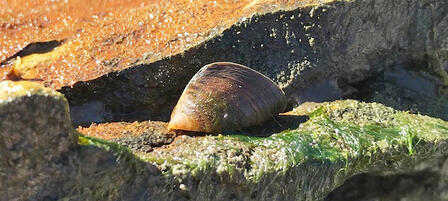 Zebra Mussels Found In Geary State Fishing Lake Zebra Mussels Found In Geary State Fishing Lake