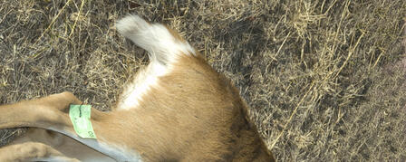 DEER HUNTERS: TAG YOUR DEER PROPERLY DEER HUNTERS: TAG YOUR DEER PROPERLY