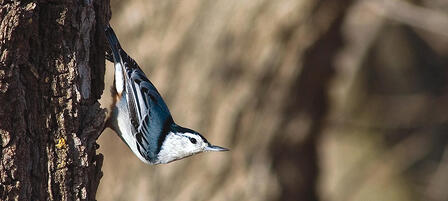Help Songbird Conservation Just By Watching Help Songbird Conservation Just By Watching