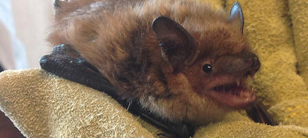 Learn About Bats at Feb. 11 Fair Learn About Bats at Feb. 11 Fair