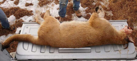 Mountain Lion Found Dead in Rooks County Mountain Lion Found Dead in Rooks County