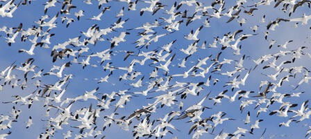 Regular Goose Seasons Close Feb. 14, Conservation Order Opens Regular Goose Seasons Close Feb. 14, Conservation Order Opens