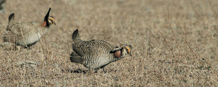 KANSAS LANDOWNER/PRODUCER LESSER-PRAIRIE CHICKEN CONSERVATION SIGN-UP DEADLINE FEBRUARY 28 KANSAS LANDOWNER/PRODUCER LESSER-PRAIRIE CHICKEN CONSERVATION SIGN-UP DEADLINE FEBRUARY 28
