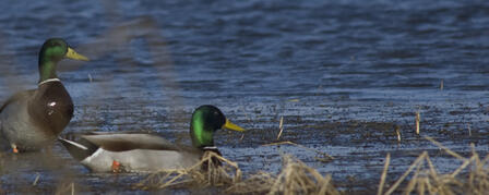 MARAIS DES CYGNES WILDLIFE AREA HAS BANNER YEAR MARAIS DES CYGNES WILDLIFE AREA HAS BANNER YEAR