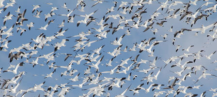 Light Goose Conservation Order Open Now Light Goose Conservation Order Open Now