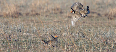 National Fish and Wildlife Foundation Grant to Benefit Lesser Prairie Chickens National Fish and Wildlife Foundation Grant to Benefit Lesser Prairie Chickens