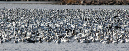 LIGHT GOOSE CONSERVATION ORDER EXTENDS HUNTING SEASON LIGHT GOOSE CONSERVATION ORDER EXTENDS HUNTING SEASON