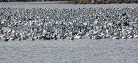 LIGHT GOOSE CONSERVATION ORDER EXTENDS HUNTING SEASON
