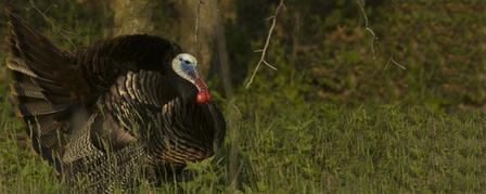 TURKEY FEDERATION CHAPTER YOUTH HUNT APRIL 7 TURKEY FEDERATION CHAPTER YOUTH HUNT APRIL 7