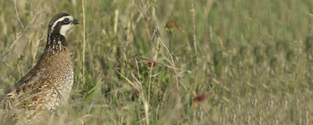 TURKEY FEDERATION SUPPORTS KANSAS QUAIL INITIATIVE