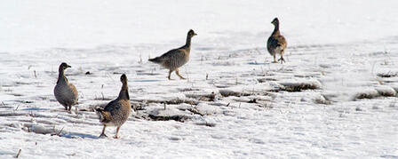 PUBLIC INPUT SOUGHT ON DRAFT LESSER PRAIRIE CHICKEN MANAGEMENT PLAN PUBLIC INPUT SOUGHT ON DRAFT LESSER PRAIRIE CHICKEN MANAGEMENT PLAN