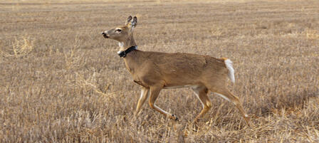 First Stage Of Deer Research Project Complete First Stage Of Deer Research Project Complete