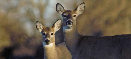 Chronic Wasting Disease In Kansas Deer: 2018-2019 Update Chronic Wasting Disease In Kansas Deer: 2018-2019 Update