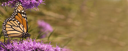 TAKE A VIRTUAL TOUR OF MONARCH BUTTERFLY MIGRATION TAKE A VIRTUAL TOUR OF MONARCH BUTTERFLY MIGRATION