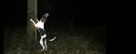 TRAPPING SEASONS TO CLOSE, RUNNING SEASON OPENS TRAPPING SEASONS TO CLOSE, RUNNING SEASON OPENS