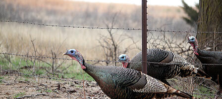 Enjoy Prime Land Access for Spring Turkey Through Special Hunt Enjoy Prime Land Access for Spring Turkey Through Special Hunt