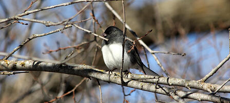 Participants Needed for Great Backyard Bird Count