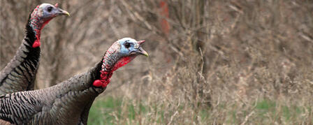 ONE HUNDRED SPECIAL HUNTS OFFERED FOR SPRING TURKEY ONE HUNDRED SPECIAL HUNTS OFFERED FOR SPRING TURKEY
