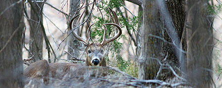 HUNTER SURVEY PARTICIPATION VITAL FOR DEER MANAGEMENT HUNTER SURVEY PARTICIPATION VITAL FOR DEER MANAGEMENT
