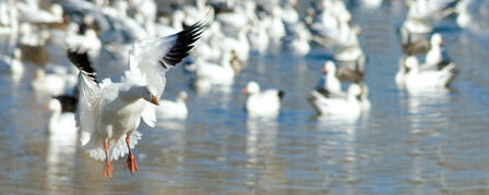 LIGHT GOOSE CONSERVATION ORDER PROVIDES LATE-SEASON HUNTING LIGHT GOOSE CONSERVATION ORDER PROVIDES LATE-SEASON HUNTING
