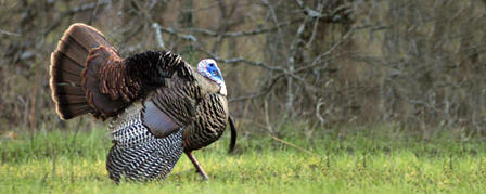 MELVERN WILDLIFE AREA HOSTING 1ST ANNUAL YOUTH SPRING TURKEY HUNT MELVERN WILDLIFE AREA HOSTING 1ST ANNUAL YOUTH SPRING TURKEY HUNT