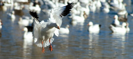 Why You Should Hunt The Light Goose Conservation Order Why You Should Hunt The Light Goose Conservation Order