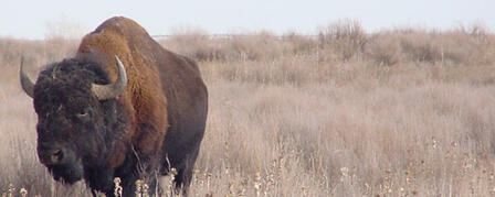 BISON BEING MOVED FROM SANDSAGE WILDLIFE AREA BISON BEING MOVED FROM SANDSAGE WILDLIFE AREA