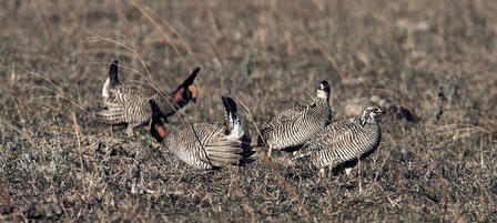 Aerial Surveys Monitor Lesser Prairie Chicken Population Trends Aerial Surveys Monitor Lesser Prairie Chicken Population Trends