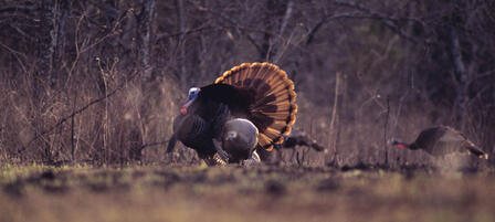 Westar Energy Hosts Young Turkey Hunters