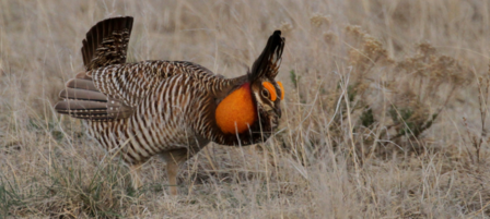 Aerial Surveys to Document Lesser and Greater Prairie Chicken Population Trends Aerial Surveys to Document Lesser and Greater Prairie Chicken Population Trends
