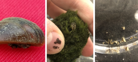 Popular Moss Ball Product Poses Threat to Kansas Waters Popular Moss Ball Product Poses Threat to Kansas Waters