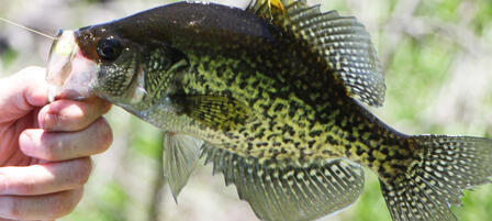 Catch Rates High at Kansas’ Top “Whatever’s Biting” Waters Catch Rates High at Kansas’ Top “Whatever’s Biting” Waters