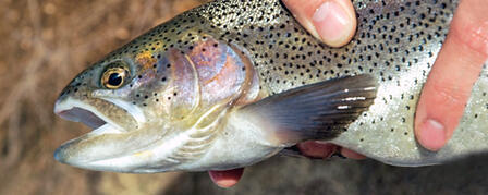 TROUT STOCKING PROGRAM PROVIDES VARIETY FOR ANGLERS TROUT STOCKING PROGRAM PROVIDES VARIETY FOR ANGLERS