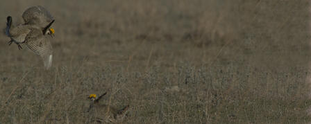 AERIAL SURVEY TO SEARCH LESSER PRAIRIE CHICKEN RANGE AERIAL SURVEY TO SEARCH LESSER PRAIRIE CHICKEN RANGE