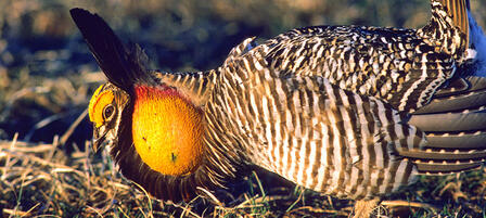 Biologists To Survey Greater Prairie Chickens During Breeding Period Biologists To Survey Greater Prairie Chickens During Breeding Period