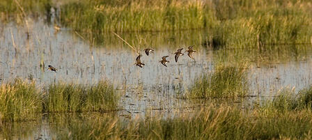 Private Land Access Needed for Bird Monitoring Efforts Private Land Access Needed for Bird Monitoring Efforts